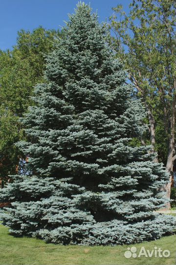 Ель голубая