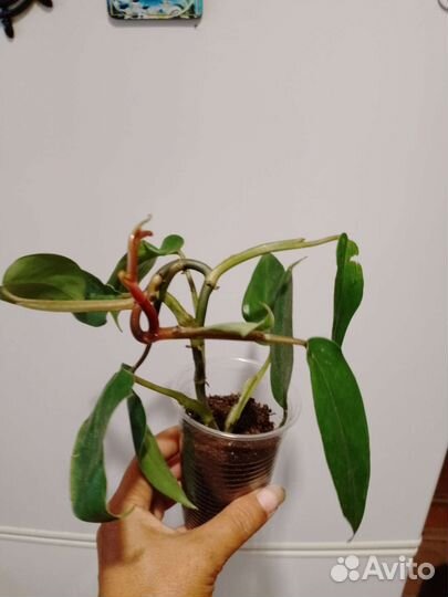 Филодендрон краснеющий