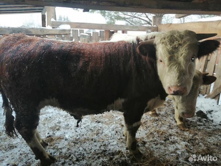 Быки герефорд на племя