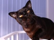 Бурма соболиный котик
