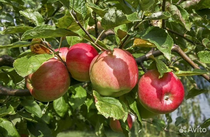 Саженцы Яблони из питомника