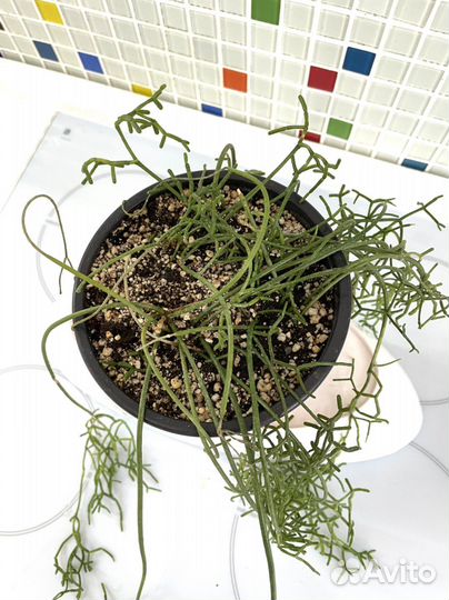 Рипсалис цветок