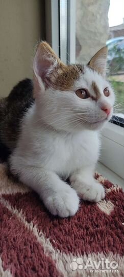 Котенок Милка