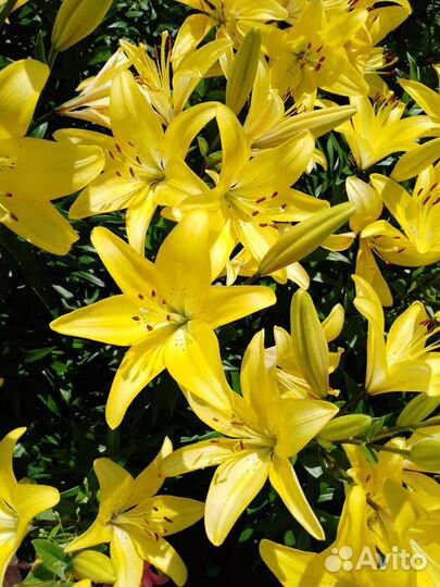 Высокие голландские лилии