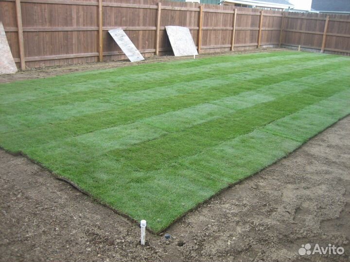 Рулонный газон от производителя - укладка