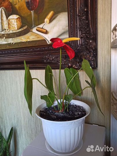 Комнатные цветы антуриум