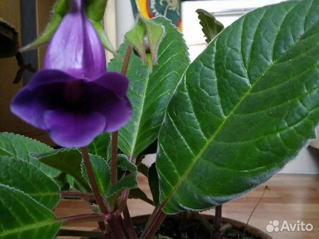 Глоксиния тидея