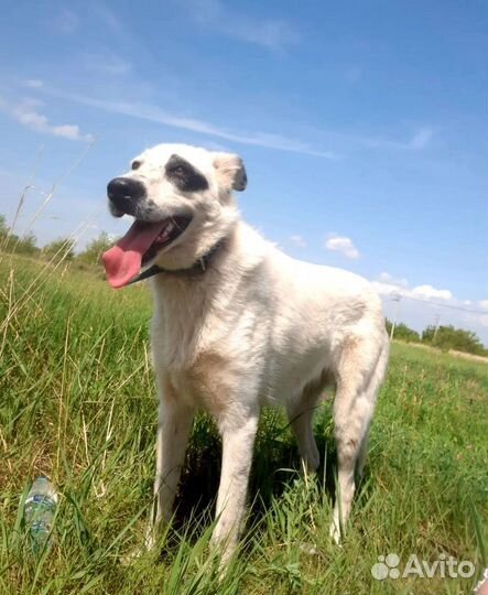 Собака в добрые руки