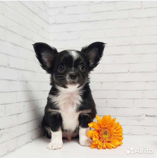 Чихуахуа мальчик Бандит