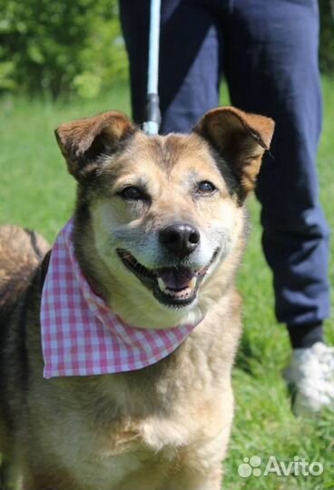 Сладкая собачка Груша небольшая в дом