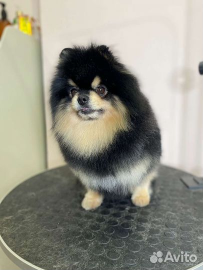 Передержка для собак