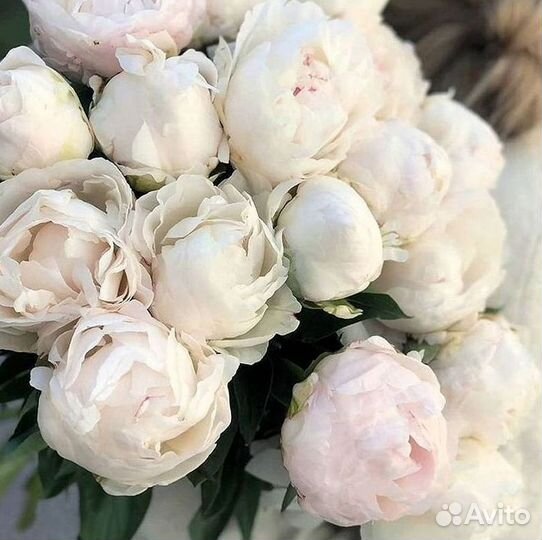 Пионы Цветы Доставка