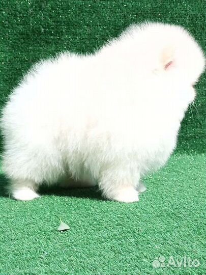 Померанский шпиц медвежьего типа mini