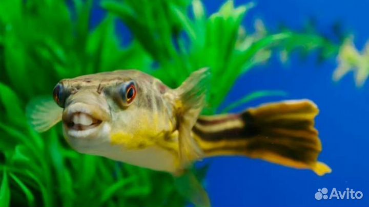 Тетрадон фахака