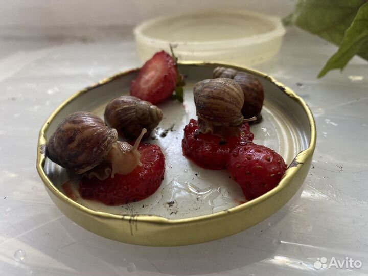 Улитки ахатины