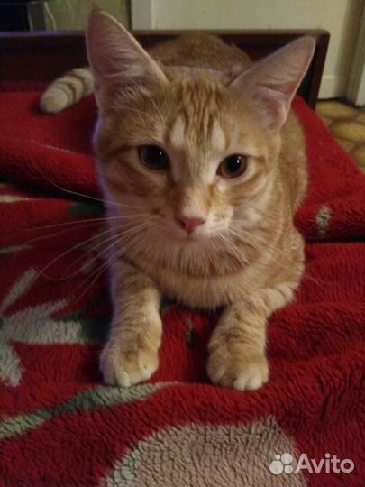 Кот Василий