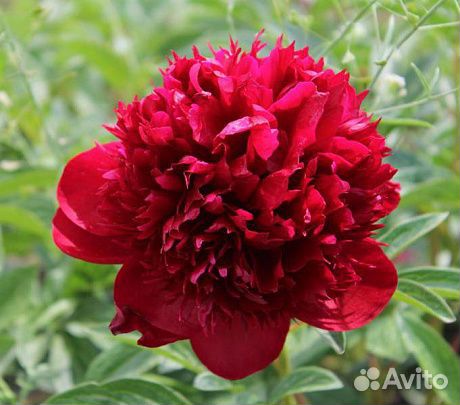 Пион махровый Ред Меджик. корневище для посадки