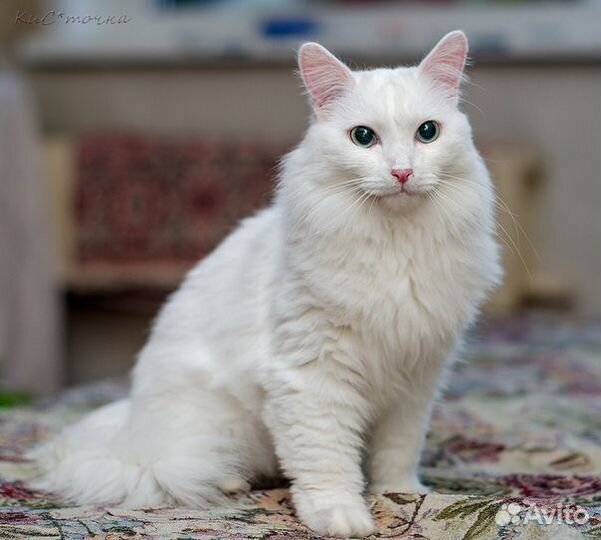 Отдам в добрые руки котов и кошек