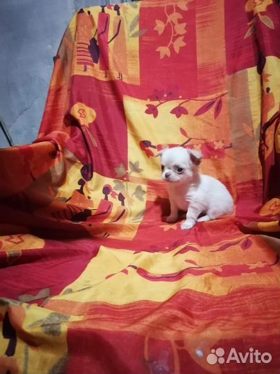 Щенки чихуахуа супер мини