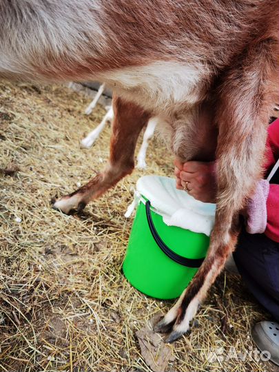 Нубийские козы козлята, зааненские козы и козлята