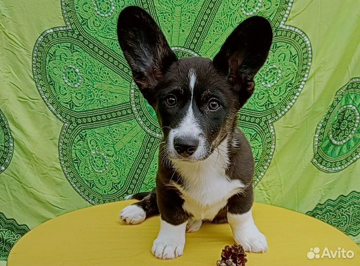 Вельш корги кардиган щенок мальчик