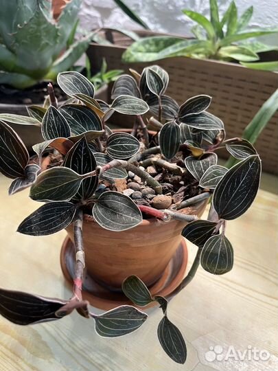 Лудизия (драгоценная орхидея)