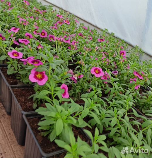 Рассада вегетативных калибрахоа