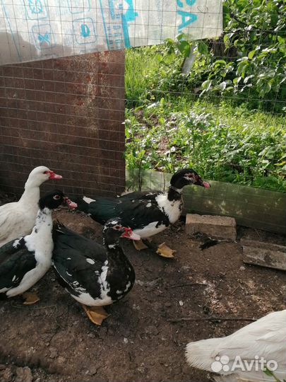 Мускусные утки