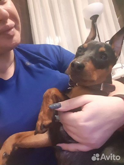 Передержка мелких собак