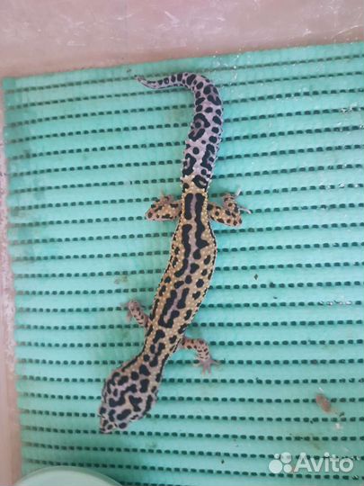 Иранский пятнистый эублефар