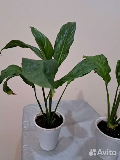 Цветы комнатные