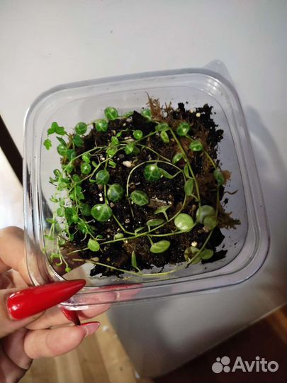 Пеперомия прострата