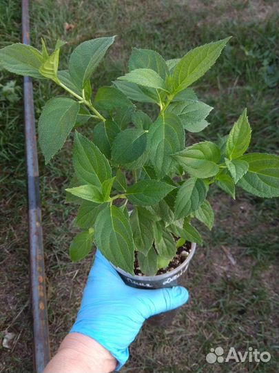 Гортензия Пинк Даймонд