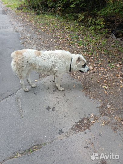 Отдаётся в добрые руки