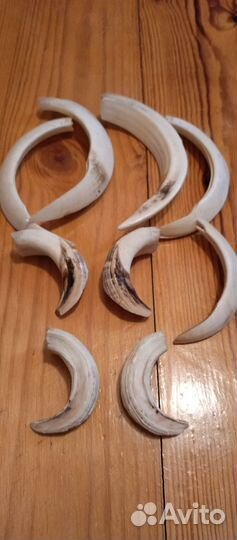 Клыки дикого кабана