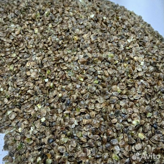 Прикормка семена конопляные для рыбалки