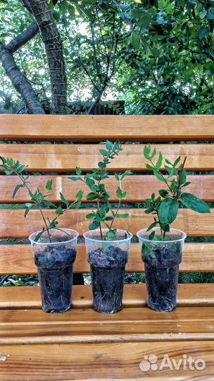 Жимолость Каприфоль