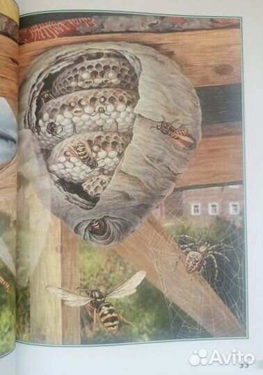 Плешаков. Великан на поляне