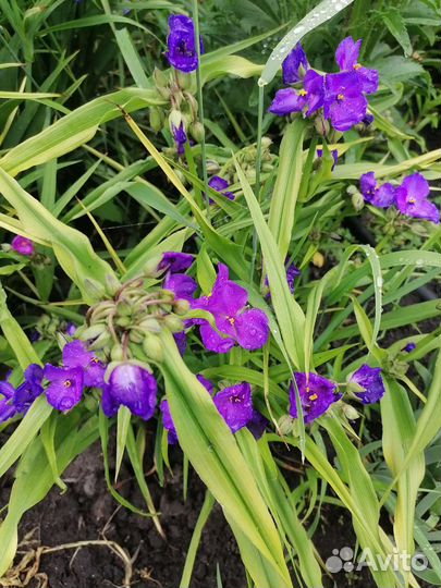 Многолетние цветы