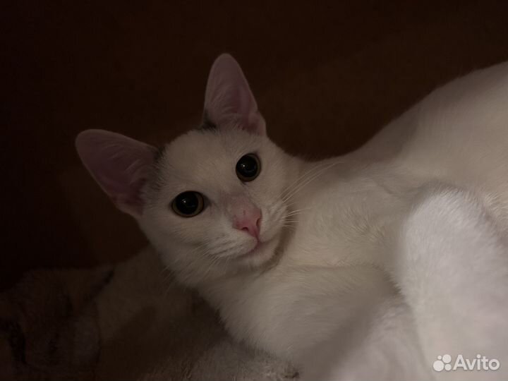 Найденные коты