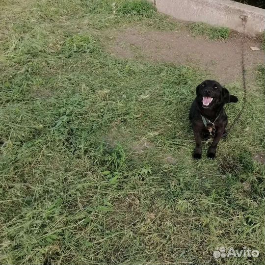 Отдам в добрые руки