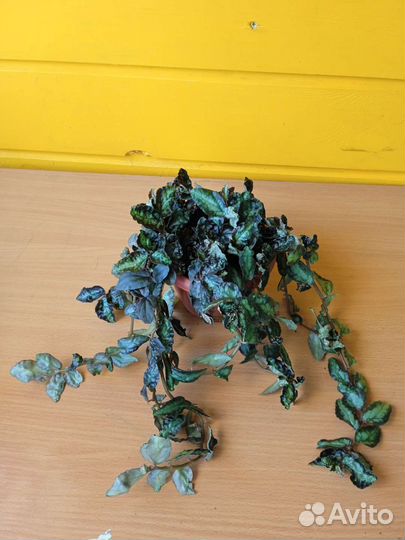 Комнатные цветы