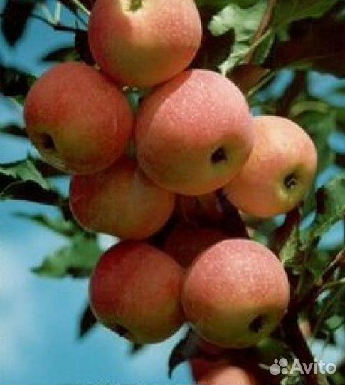 Яблони полукультурки высокозимостойкие в зкс