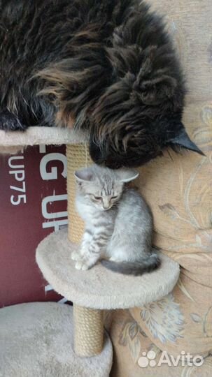 Маленький котик