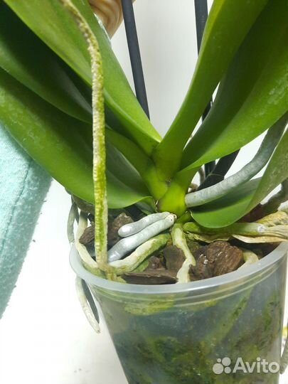 Орхидея Персик