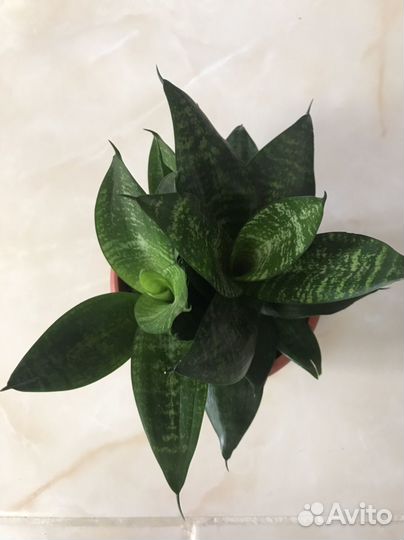 Сансевиерия