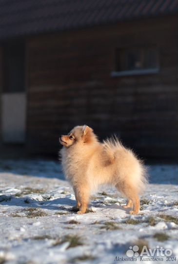 Щенки немецкого шпица