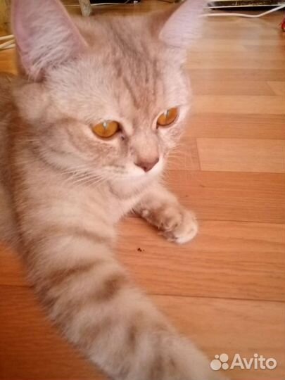 Британские котята