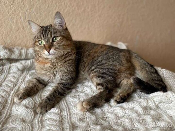 Кошка Пчёлка уже давно ищет дом