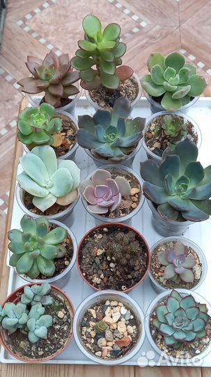 Суккуленты